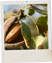 Almendra fotografía