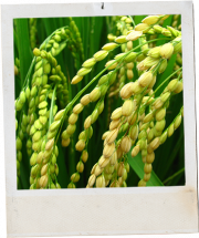 Rice photography