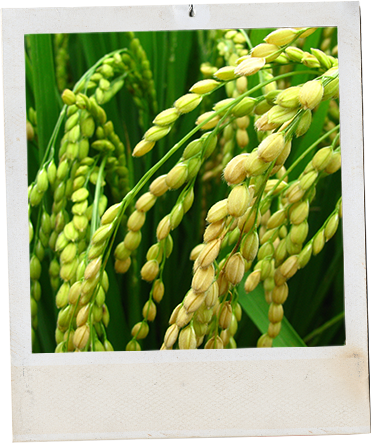 Rice photography Soya photography